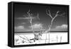 Cuba Fuerte Collection B&W - Trees and White Sand-Philippe Hugonnard-Framed Stretched Canvas