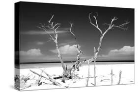 Cuba Fuerte Collection B&W - Trees and White Sand-Philippe Hugonnard-Stretched Canvas