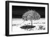 Cuba Fuerte Collection B&W - Tropical Beach Umbrella III-Philippe Hugonnard-Framed Photographic Print