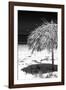 Cuba Fuerte Collection B&W - Tropical Beach Umbrella IV-Philippe Hugonnard-Framed Photographic Print