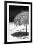 Cuba Fuerte Collection B&W - Tropical Beach Umbrella IV-Philippe Hugonnard-Framed Photographic Print