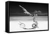 Cuba Fuerte Collection B&W - White Beach III-Philippe Hugonnard-Framed Stretched Canvas