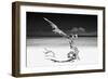 Cuba Fuerte Collection B&W - White Beach III-Philippe Hugonnard-Framed Photographic Print