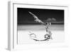 Cuba Fuerte Collection B&W - White Beach III-Philippe Hugonnard-Framed Photographic Print