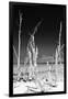 Cuba Fuerte Collection B&W - White Trees Beach II-Philippe Hugonnard-Framed Photographic Print