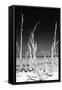 Cuba Fuerte Collection B&W - White Trees Beach II-Philippe Hugonnard-Framed Stretched Canvas