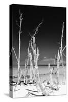 Cuba Fuerte Collection B&W - White Trees Beach II-Philippe Hugonnard-Stretched Canvas