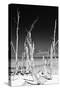 Cuba Fuerte Collection B&W - White Trees Beach II-Philippe Hugonnard-Stretched Canvas