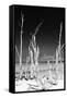 Cuba Fuerte Collection B&W - White Trees Beach II-Philippe Hugonnard-Framed Stretched Canvas