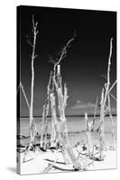 Cuba Fuerte Collection B&W - White Trees Beach II-Philippe Hugonnard-Stretched Canvas