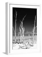 Cuba Fuerte Collection B&W - White Trees Beach II-Philippe Hugonnard-Framed Photographic Print