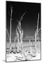 Cuba Fuerte Collection B&W - White Trees Beach II-Philippe Hugonnard-Mounted Photographic Print