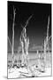 Cuba Fuerte Collection B&W - White Trees Beach II-Philippe Hugonnard-Mounted Photographic Print