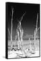 Cuba Fuerte Collection B&W - White Trees Beach II-Philippe Hugonnard-Framed Stretched Canvas