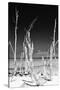 Cuba Fuerte Collection B&W - White Trees Beach II-Philippe Hugonnard-Stretched Canvas