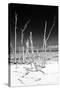 Cuba Fuerte Collection B&W - White Trees Beach III-Philippe Hugonnard-Stretched Canvas