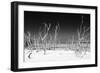 Cuba Fuerte Collection B&W - White Trees Beach IV-Philippe Hugonnard-Framed Photographic Print