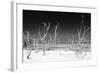 Cuba Fuerte Collection B&W - White Trees Beach IV-Philippe Hugonnard-Framed Photographic Print