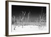 Cuba Fuerte Collection B&W - White Trees Beach IV-Philippe Hugonnard-Framed Photographic Print