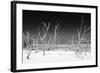 Cuba Fuerte Collection B&W - White Trees Beach IV-Philippe Hugonnard-Framed Photographic Print