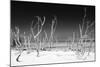 Cuba Fuerte Collection B&W - White Trees Beach IV-Philippe Hugonnard-Mounted Photographic Print