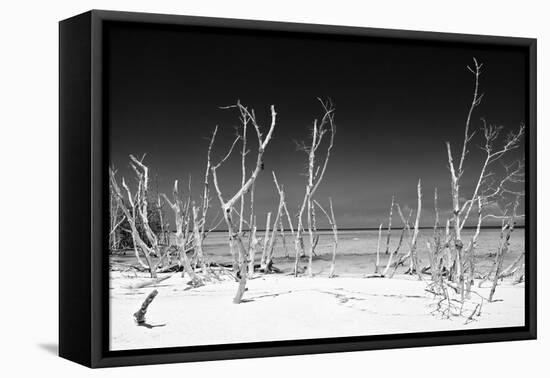 Cuba Fuerte Collection B&W - White Trees Beach IV-Philippe Hugonnard-Framed Stretched Canvas