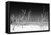 Cuba Fuerte Collection B&W - White Trees Beach IV-Philippe Hugonnard-Framed Stretched Canvas