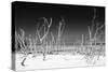 Cuba Fuerte Collection B&W - White Trees Beach IV-Philippe Hugonnard-Stretched Canvas