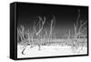 Cuba Fuerte Collection B&W - White Trees Beach IV-Philippe Hugonnard-Framed Stretched Canvas