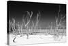 Cuba Fuerte Collection B&W - White Trees Beach IV-Philippe Hugonnard-Stretched Canvas