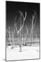 Cuba Fuerte Collection B&W - White Trees Beach V-Philippe Hugonnard-Mounted Photographic Print