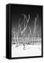 Cuba Fuerte Collection B&W - White Trees Beach V-Philippe Hugonnard-Framed Stretched Canvas