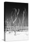 Cuba Fuerte Collection B&W - White Trees Beach V-Philippe Hugonnard-Stretched Canvas