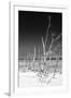 Cuba Fuerte Collection B&W - White Trees Beach VI-Philippe Hugonnard-Framed Photographic Print