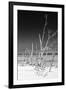 Cuba Fuerte Collection B&W - White Trees Beach VI-Philippe Hugonnard-Framed Photographic Print