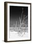 Cuba Fuerte Collection B&W - White Trees Beach VI-Philippe Hugonnard-Framed Photographic Print