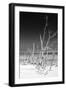 Cuba Fuerte Collection B&W - White Trees Beach VI-Philippe Hugonnard-Framed Photographic Print