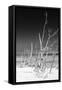 Cuba Fuerte Collection B&W - White Trees Beach VI-Philippe Hugonnard-Framed Stretched Canvas