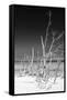 Cuba Fuerte Collection B&W - White Trees Beach VI-Philippe Hugonnard-Framed Stretched Canvas