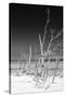 Cuba Fuerte Collection B&W - White Trees Beach VI-Philippe Hugonnard-Stretched Canvas