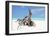 Cuba Fuerte Collection - Natural Sculpture-Philippe Hugonnard-Framed Photographic Print