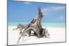 Cuba Fuerte Collection - Natural Sculpture-Philippe Hugonnard-Mounted Photographic Print