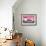 Cuba Fuerte Collection - Old Pink Car-Philippe Hugonnard-Framed Photographic Print displayed on a wall