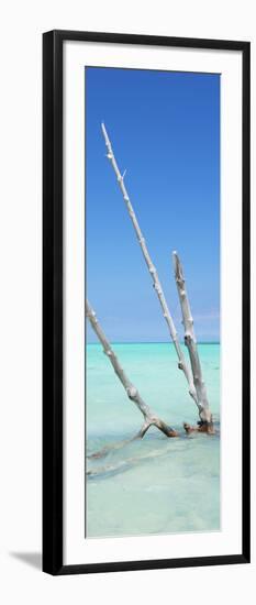 Cuba Fuerte Collection Panoramic - Aquatic Tree-Philippe Hugonnard-Framed Photographic Print