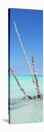 Cuba Fuerte Collection Panoramic - Aquatic Tree-Philippe Hugonnard-Stretched Canvas