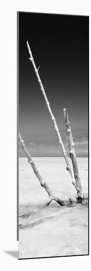 Cuba Fuerte Collection Panoramic BW - Aquatic Tree-Philippe Hugonnard-Mounted Photographic Print