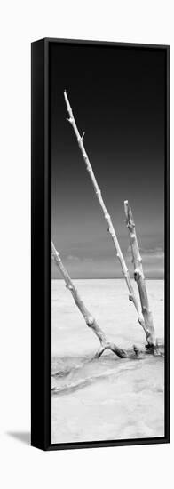 Cuba Fuerte Collection Panoramic BW - Aquatic Tree-Philippe Hugonnard-Framed Stretched Canvas