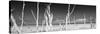 Cuba Fuerte Collection Panoramic BW - Ocean Wild Nature-Philippe Hugonnard-Stretched Canvas