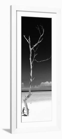 Cuba Fuerte Collection Panoramic BW - Solitary Tree-Philippe Hugonnard-Framed Photographic Print