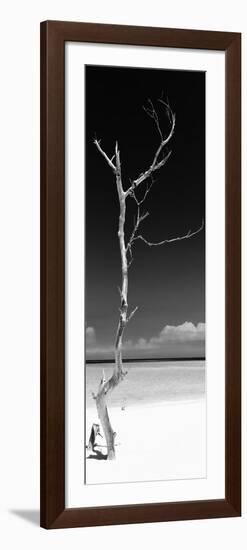 Cuba Fuerte Collection Panoramic BW - Solitary Tree-Philippe Hugonnard-Framed Photographic Print